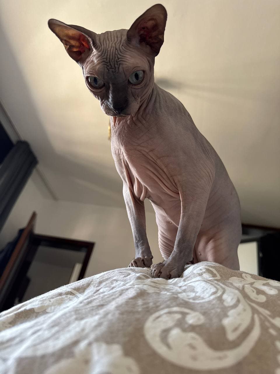 Gargoyle